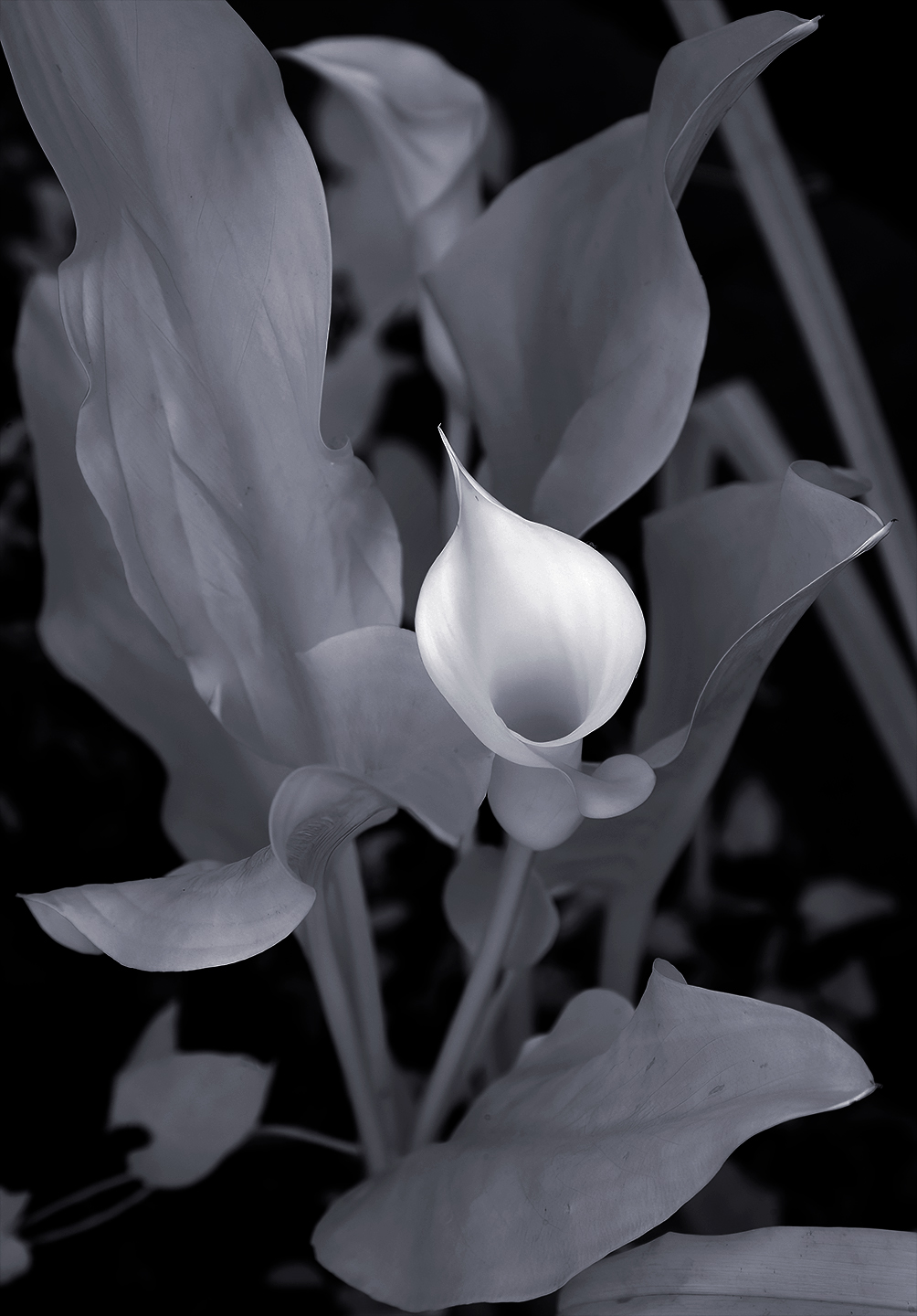 2nd PrizeOpen Mono In Class 2 By Lyn Miller For Calla Lily In IR FEB-2024.jpg
